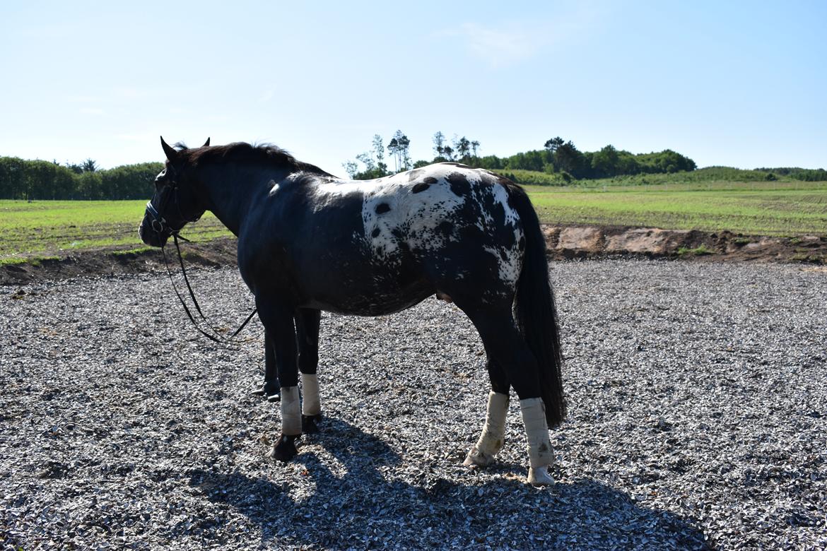 Knabstrupper Ulvegårdens Napoleon. billede 24