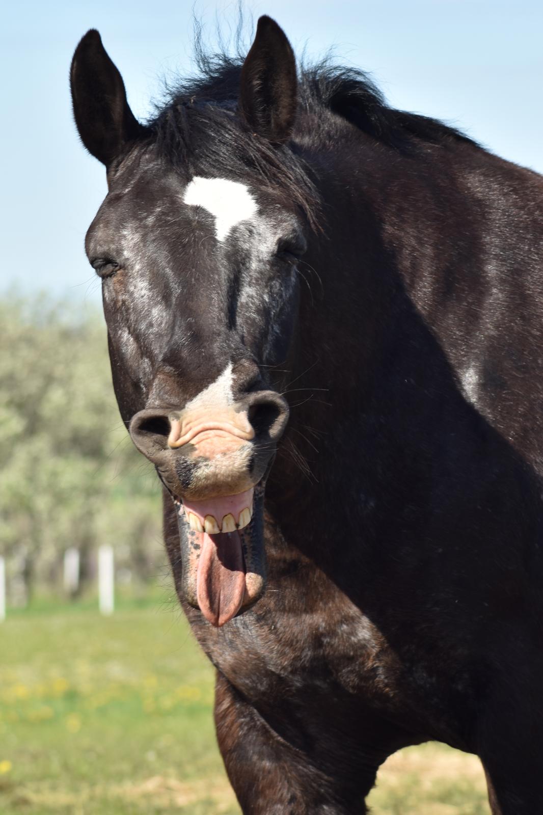 Knabstrupper Ulvegårdens Napoleon. billede 26