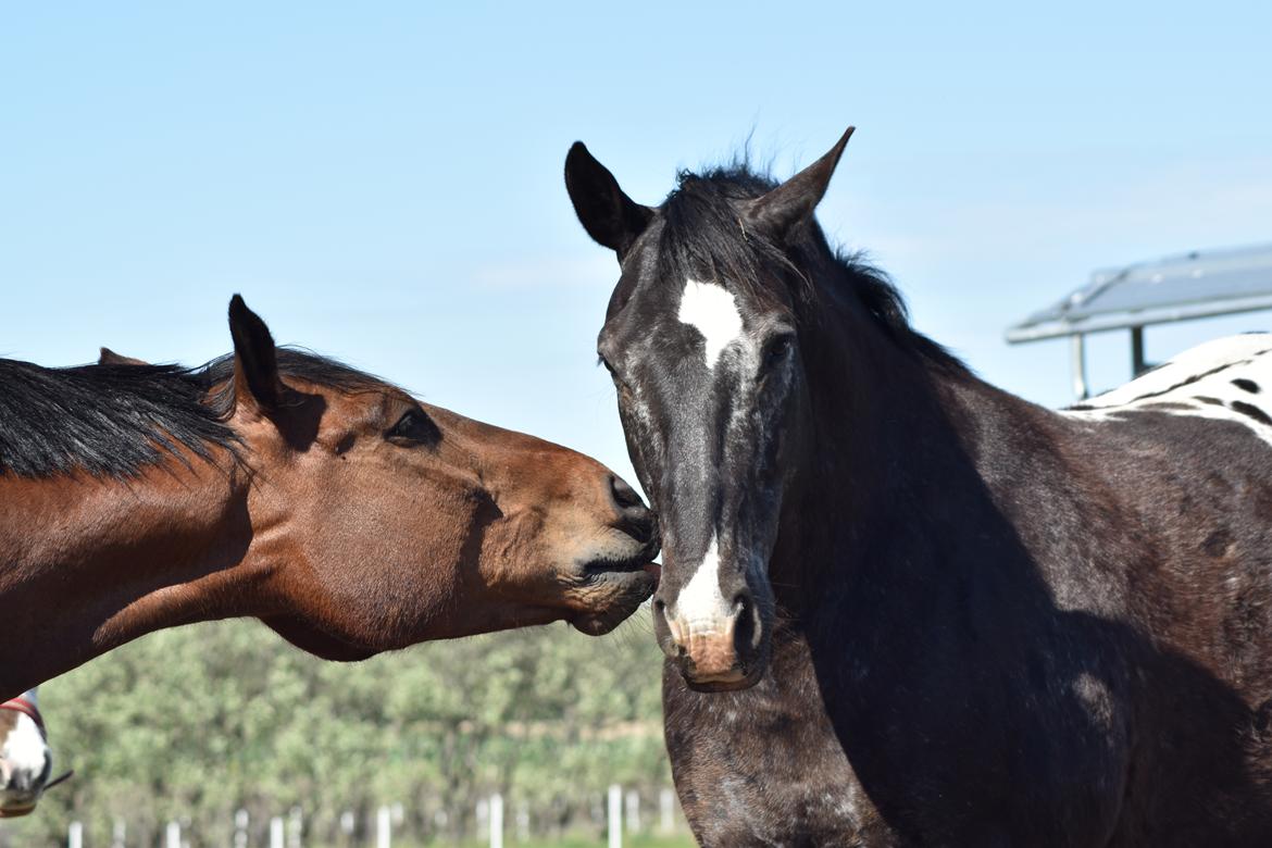 Knabstrupper Ulvegårdens Napoleon. billede 25