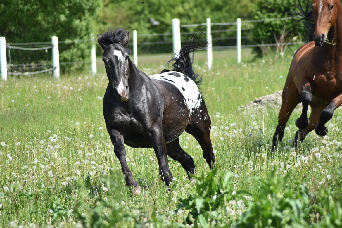Knabstrupper Ulvegårdens Napoleon. billede 28