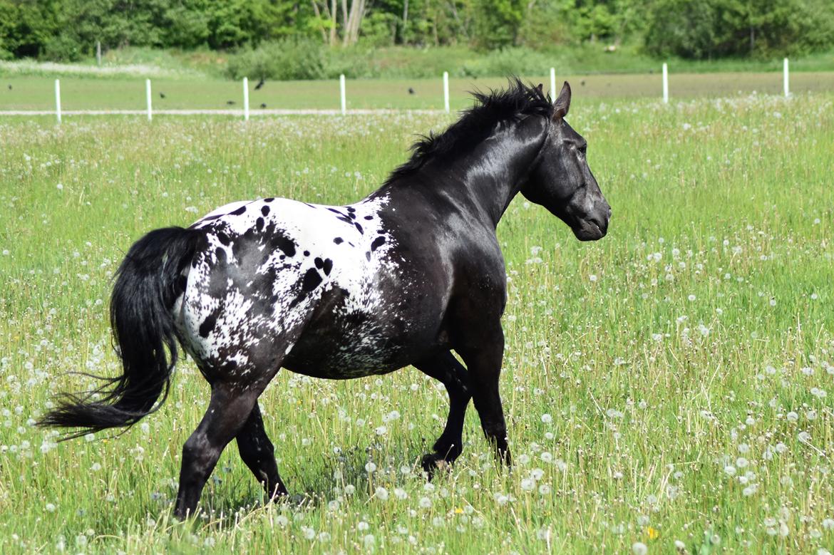Knabstrupper Ulvegårdens Napoleon. billede 30