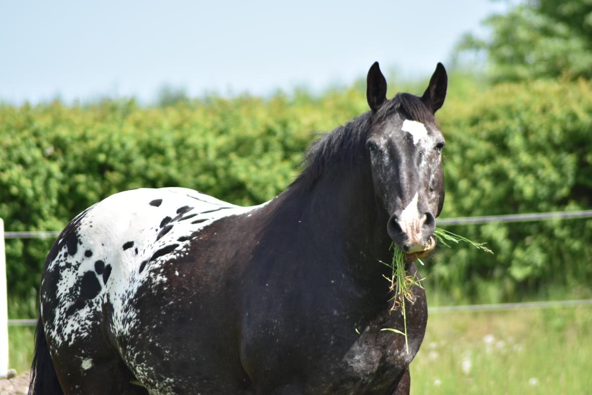 Knabstrupper Ulvegårdens Napoleon. billede 1
