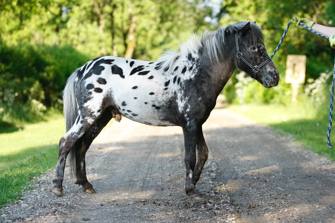 Knabstrupper Kragheredens Jaming Blue Boy billede 2