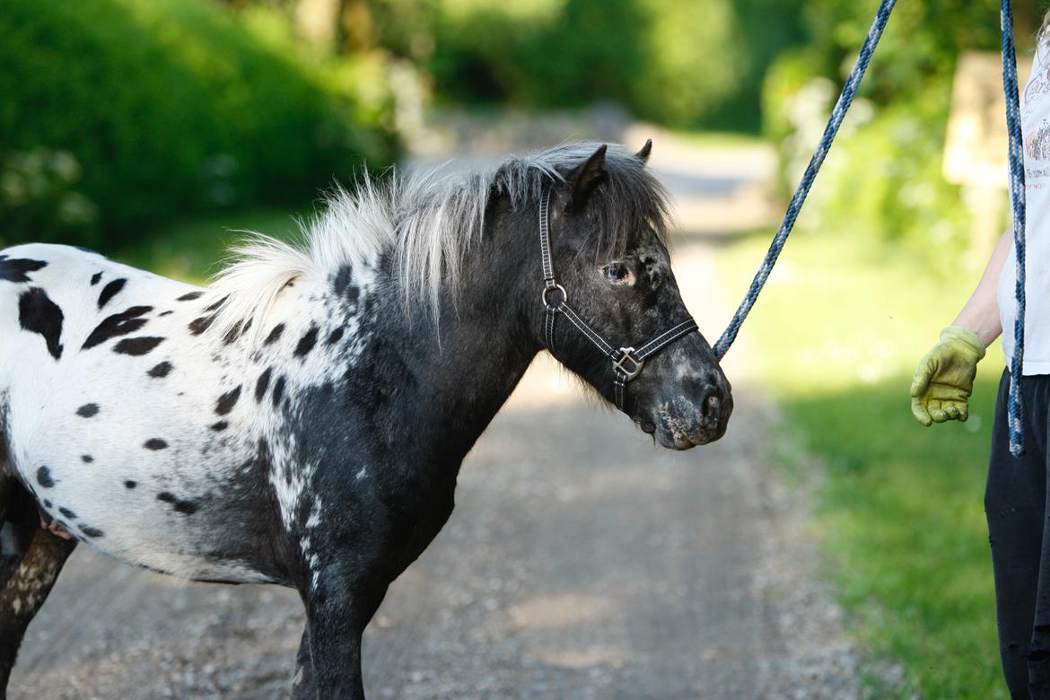 Knabstrupper Kragheredens Jaming Blue Boy billede 7