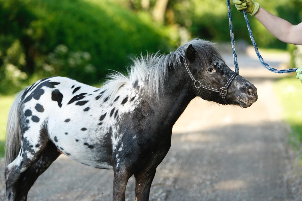 Knabstrupper Kragheredens Jaming Blue Boy billede 5