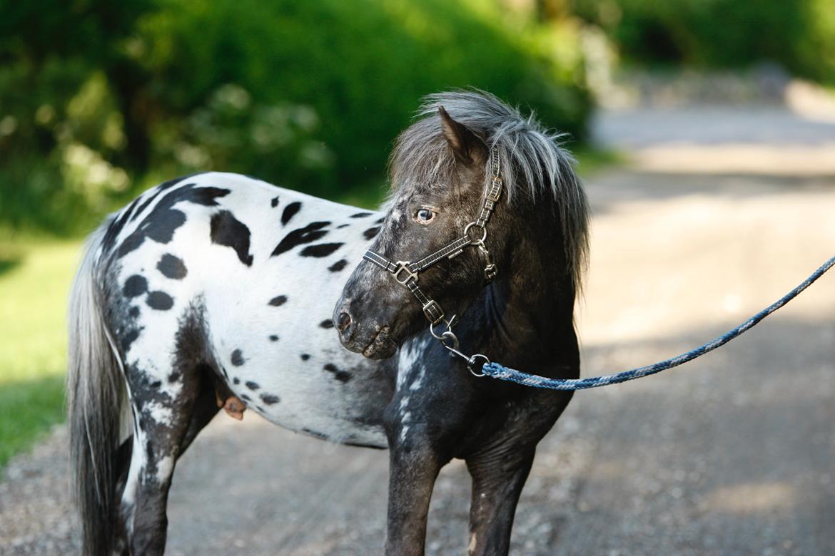 Knabstrupper Kragheredens Jaming Blue Boy billede 6