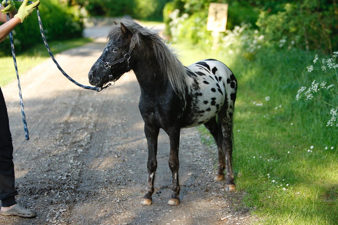 Knabstrupper Kragheredens Jaming Blue Boy billede 4