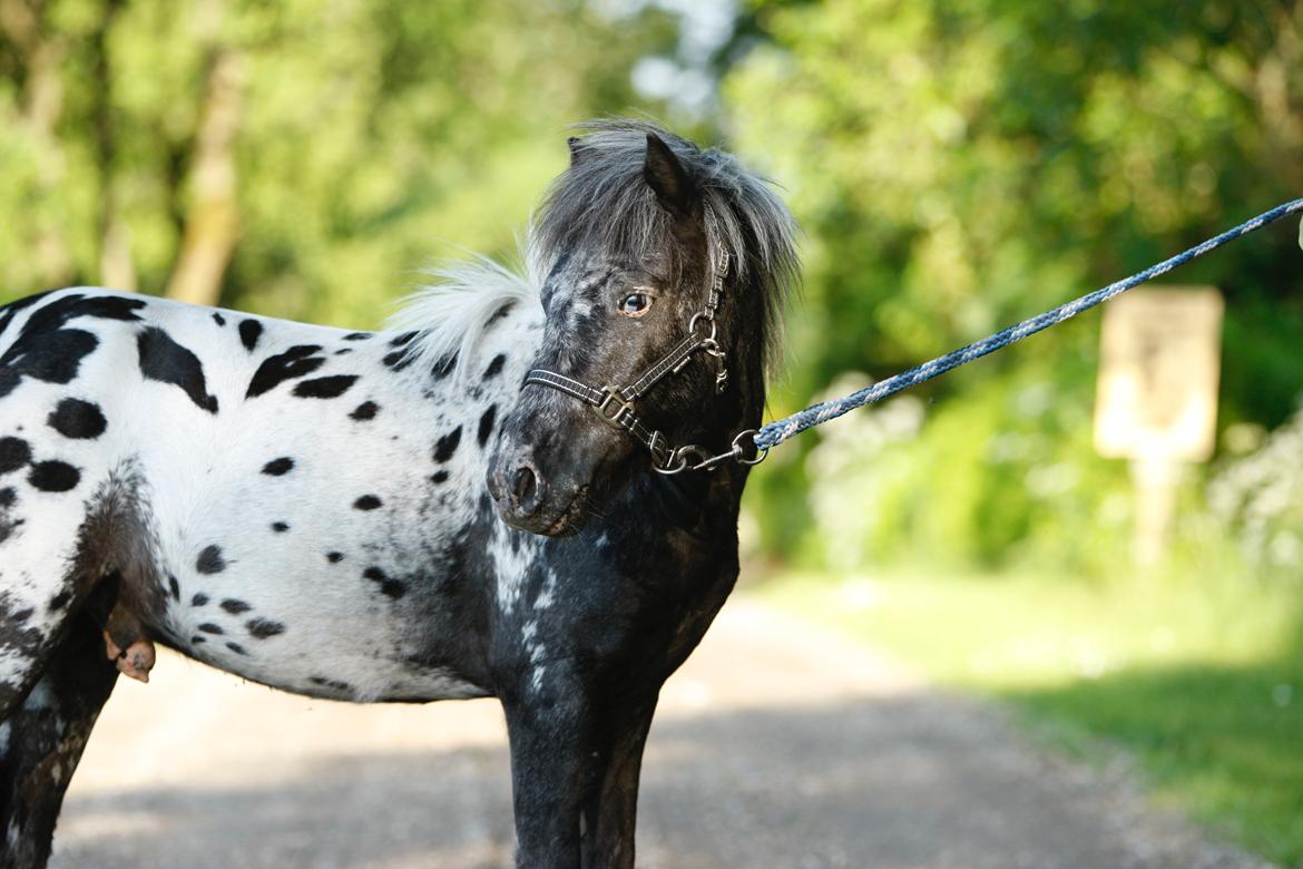 Knabstrupper Kragheredens Jaming Blue Boy billede 3