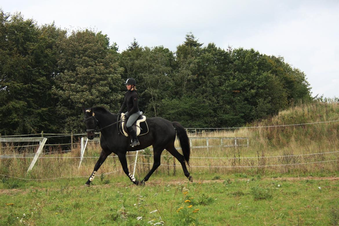 Dansk Varmblod | Møllehøjs Alfredo ( Tidl. part ) billede 15