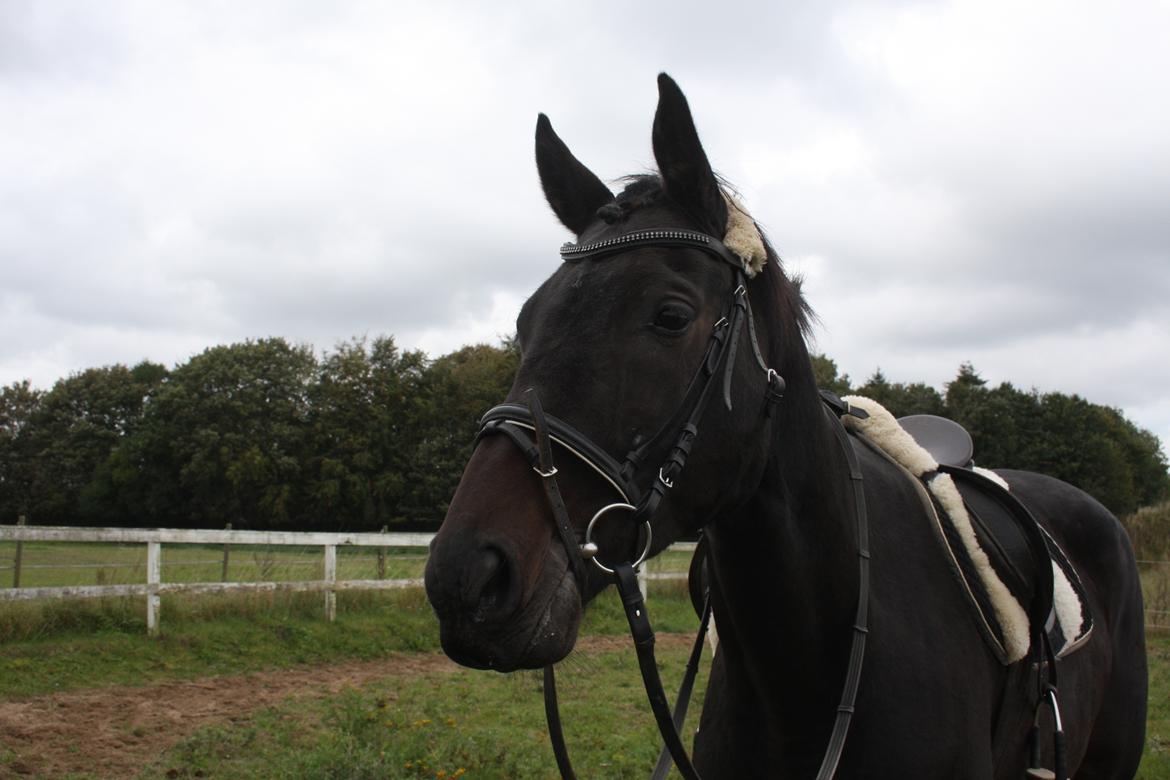 Dansk Varmblod | Møllehøjs Alfredo ( Tidl. part ) billede 6