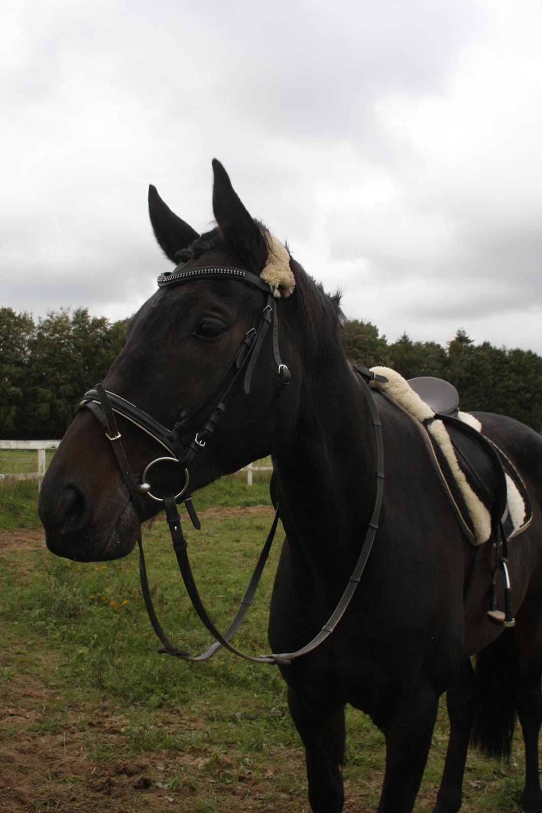 Dansk Varmblod | Møllehøjs Alfredo ( Tidl. part ) billede 20