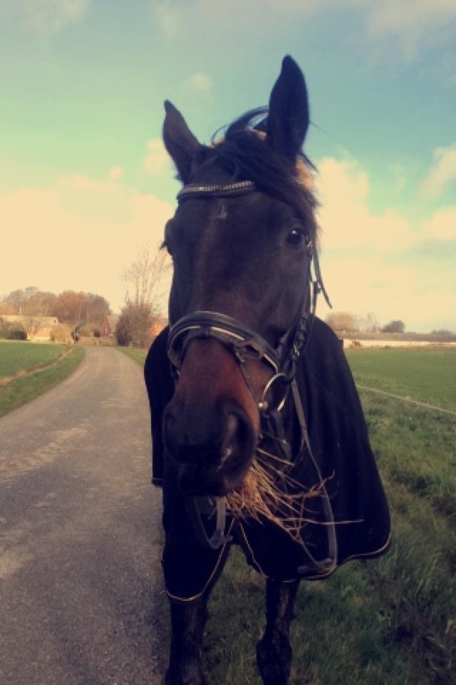 Dansk Varmblod | Møllehøjs Alfredo ( Tidl. part ) billede 13