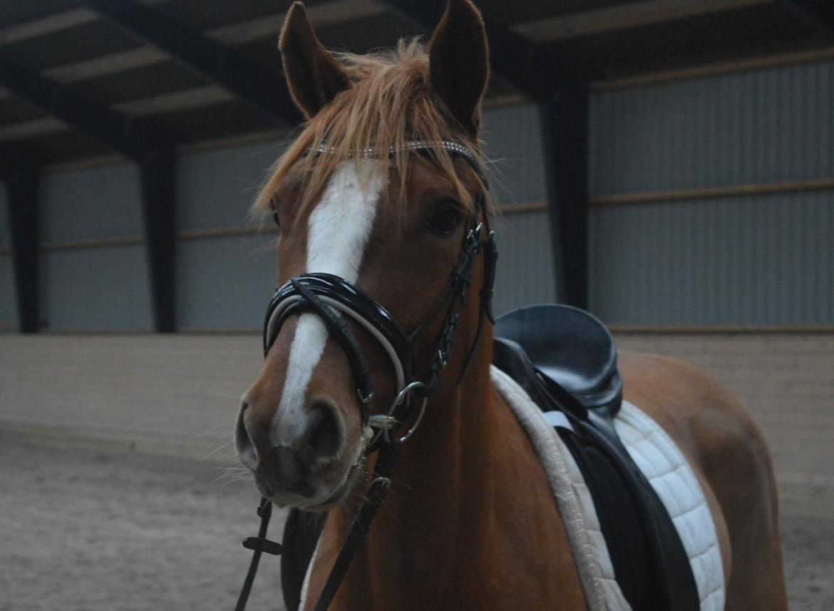 DSP Rawa's Dolce billede 4