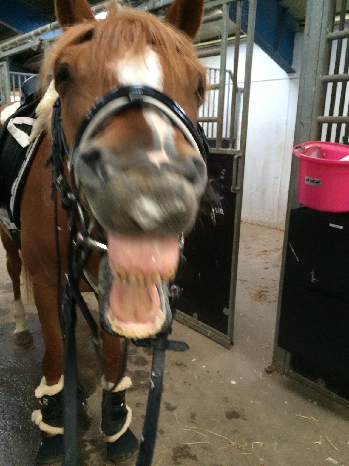 DSP Rawa's Dolce billede 9