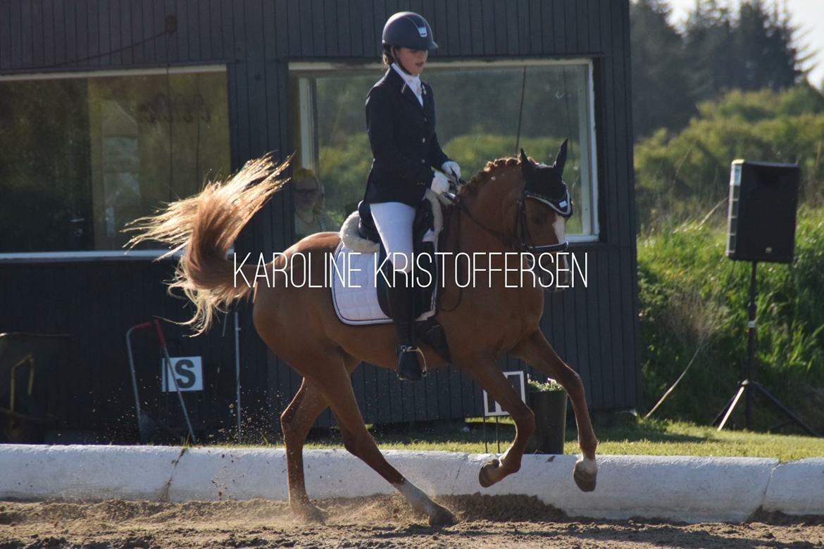 DSP Rawa's Dolce billede 6