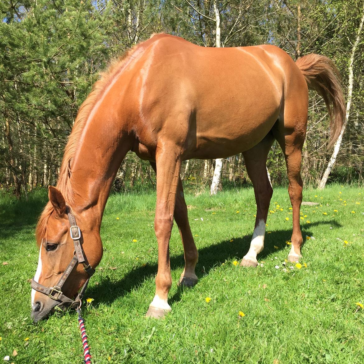 DSP Rawa's Dolce billede 13