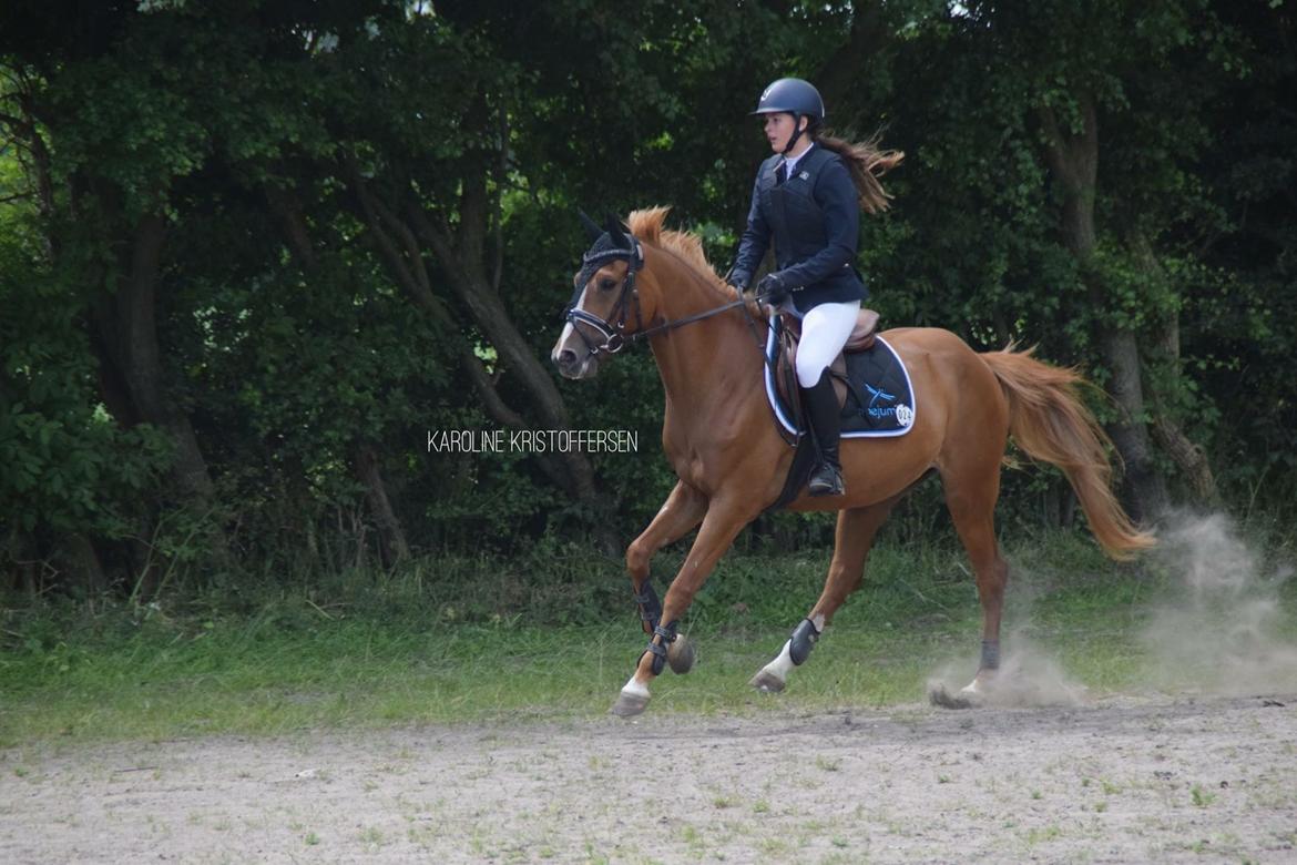 DSP Rawa's Dolce billede 16