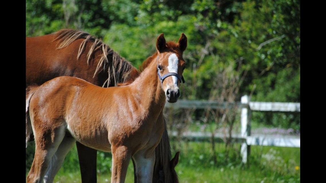 DSP Rawa's Dolce billede 14