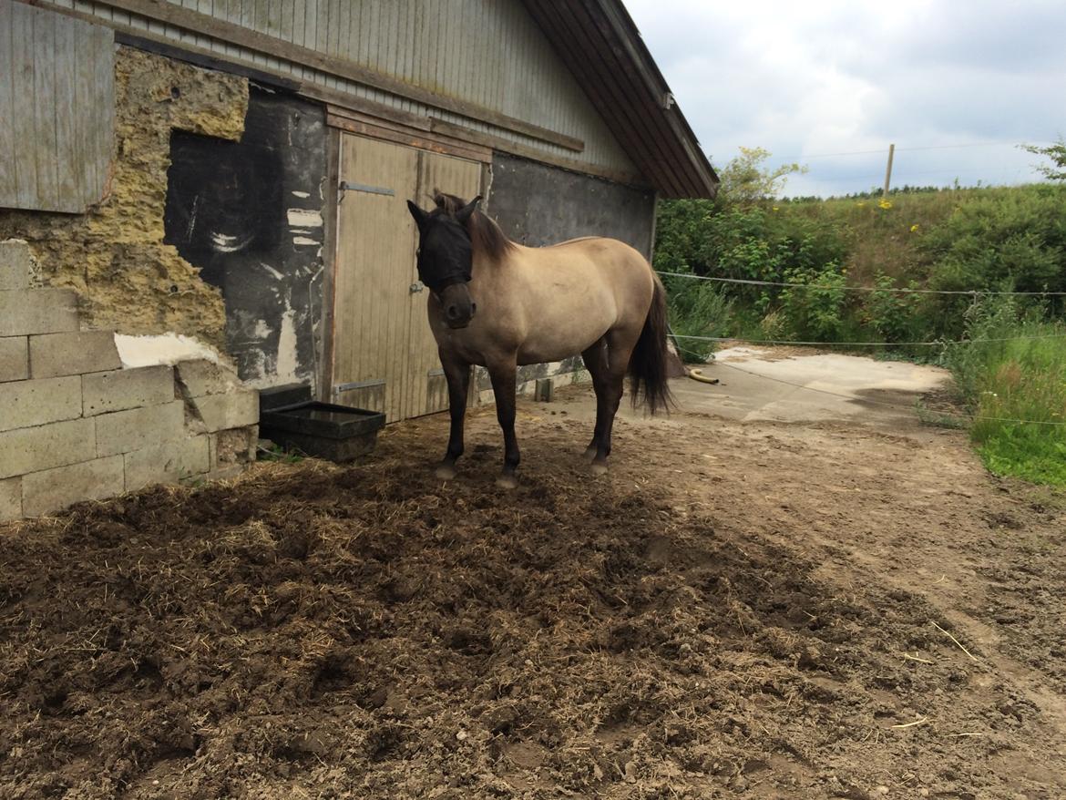 Anden særlig race Carla (Solgt) billede 3
