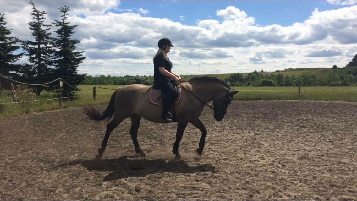 Anden særlig race Carla (Solgt) billede 4