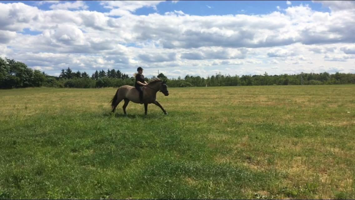 Anden særlig race Carla (Solgt) billede 7