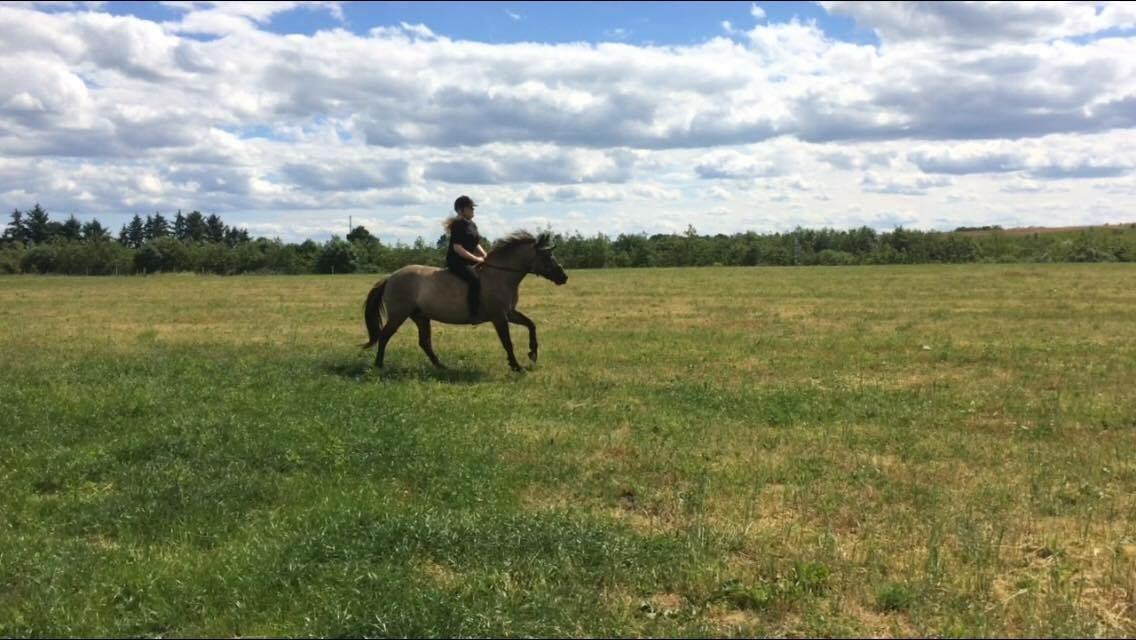 Anden særlig race Carla (Solgt) - En hyggelig galop tur på marken uden sadel <3 billede 5