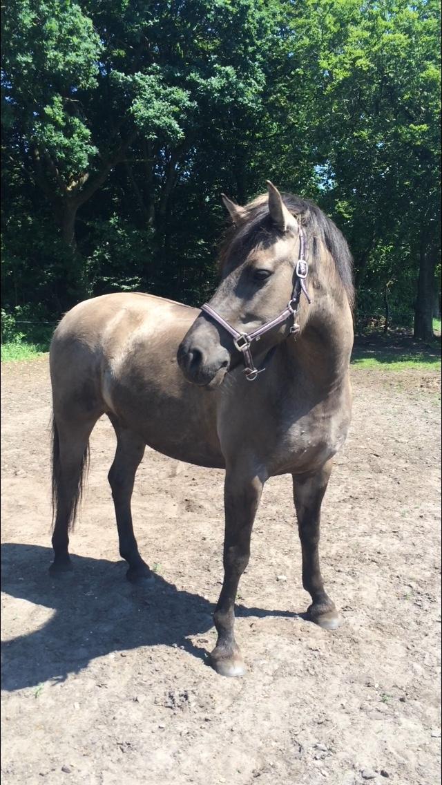 Anden særlig race Carla (Solgt) billede 1