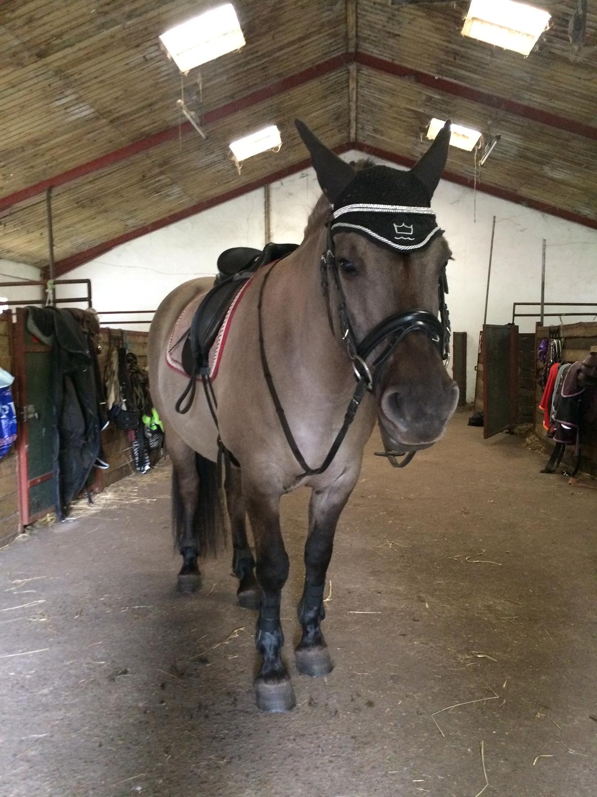 Anden særlig race Carla (Solgt) billede 6