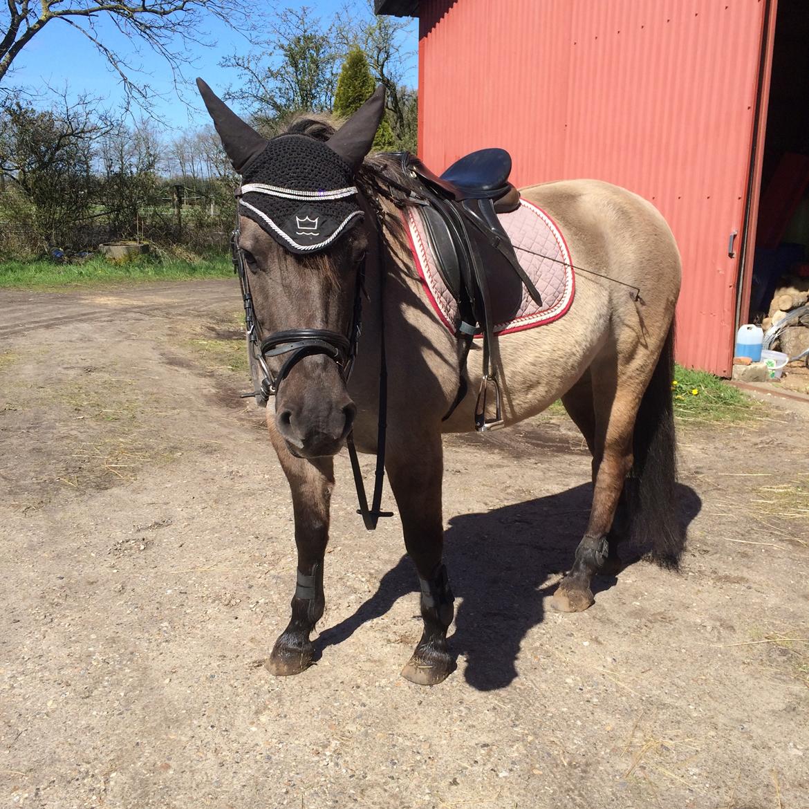 Anden særlig race Carla (Solgt) billede 8