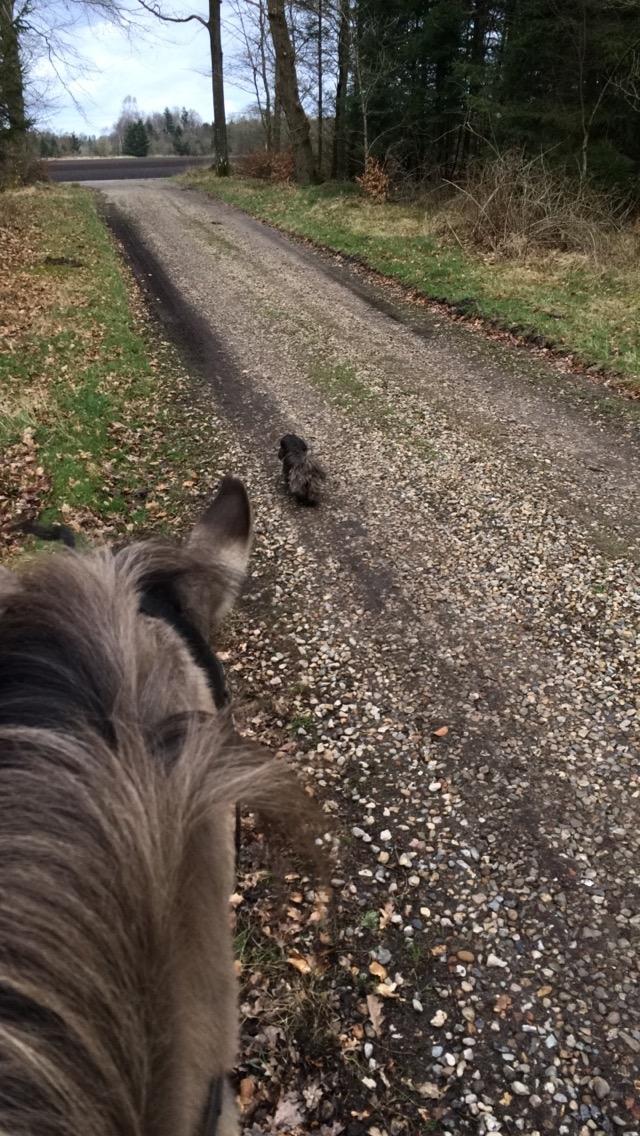 Anden særlig race Carla (Solgt) - På tur med min hund, Merci billede 10