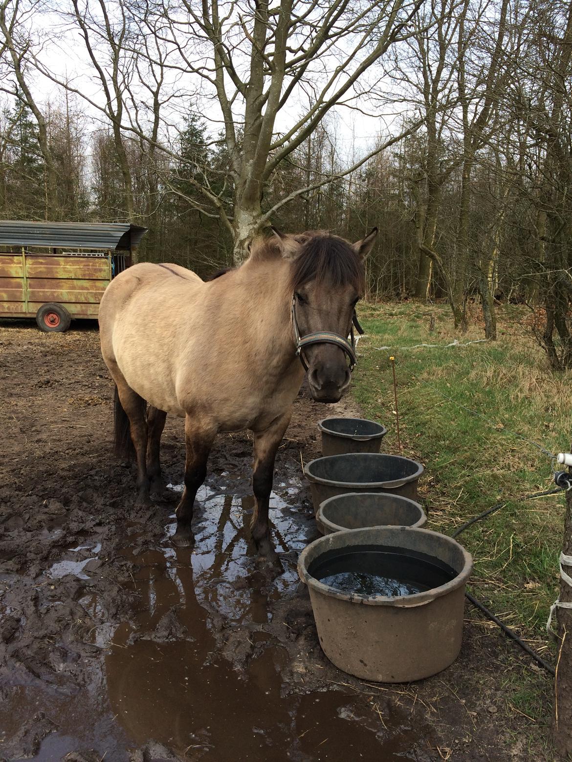 Anden særlig race Carla (Solgt) billede 9