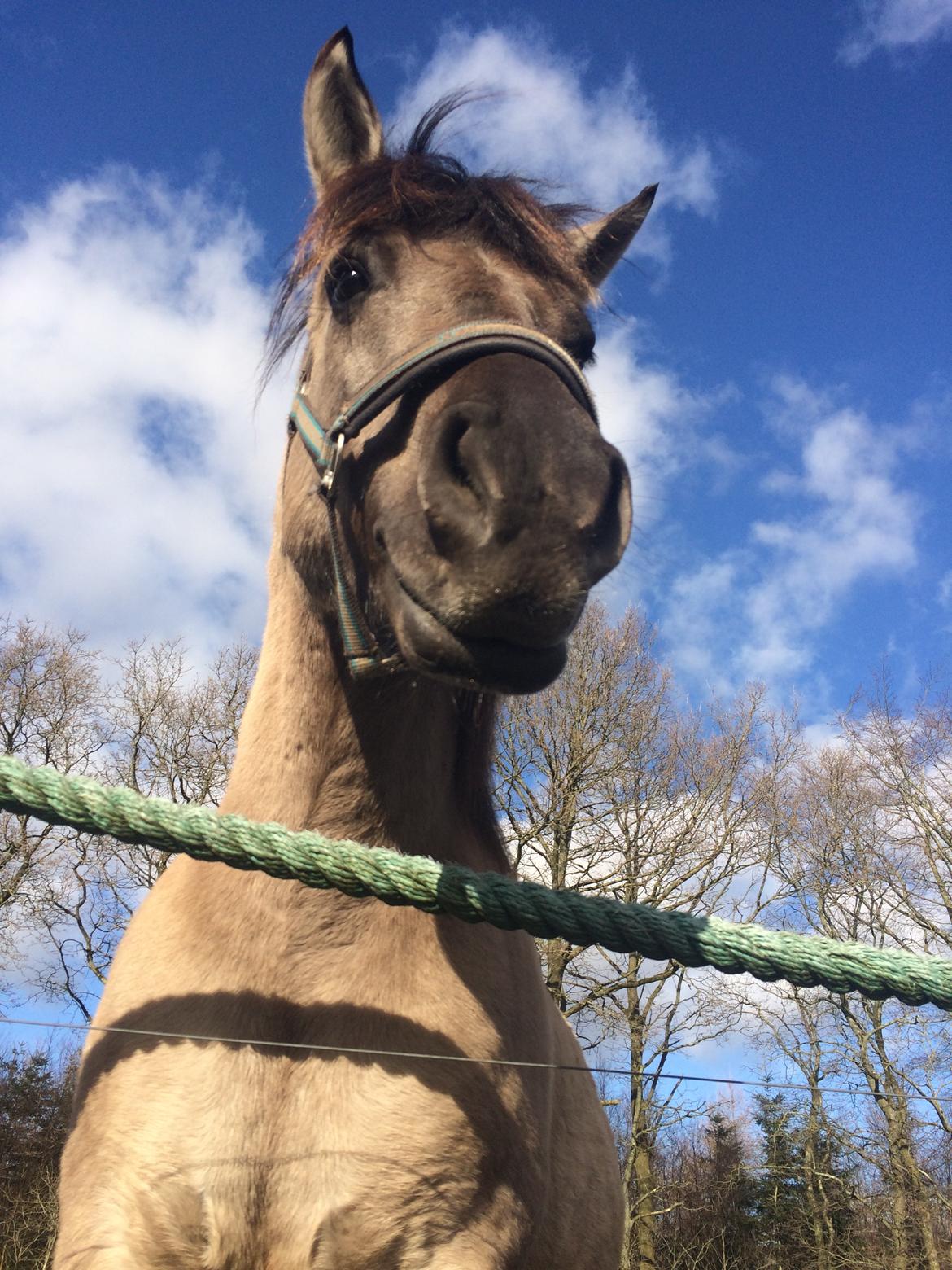 Anden særlig race Carla (Solgt) billede 12