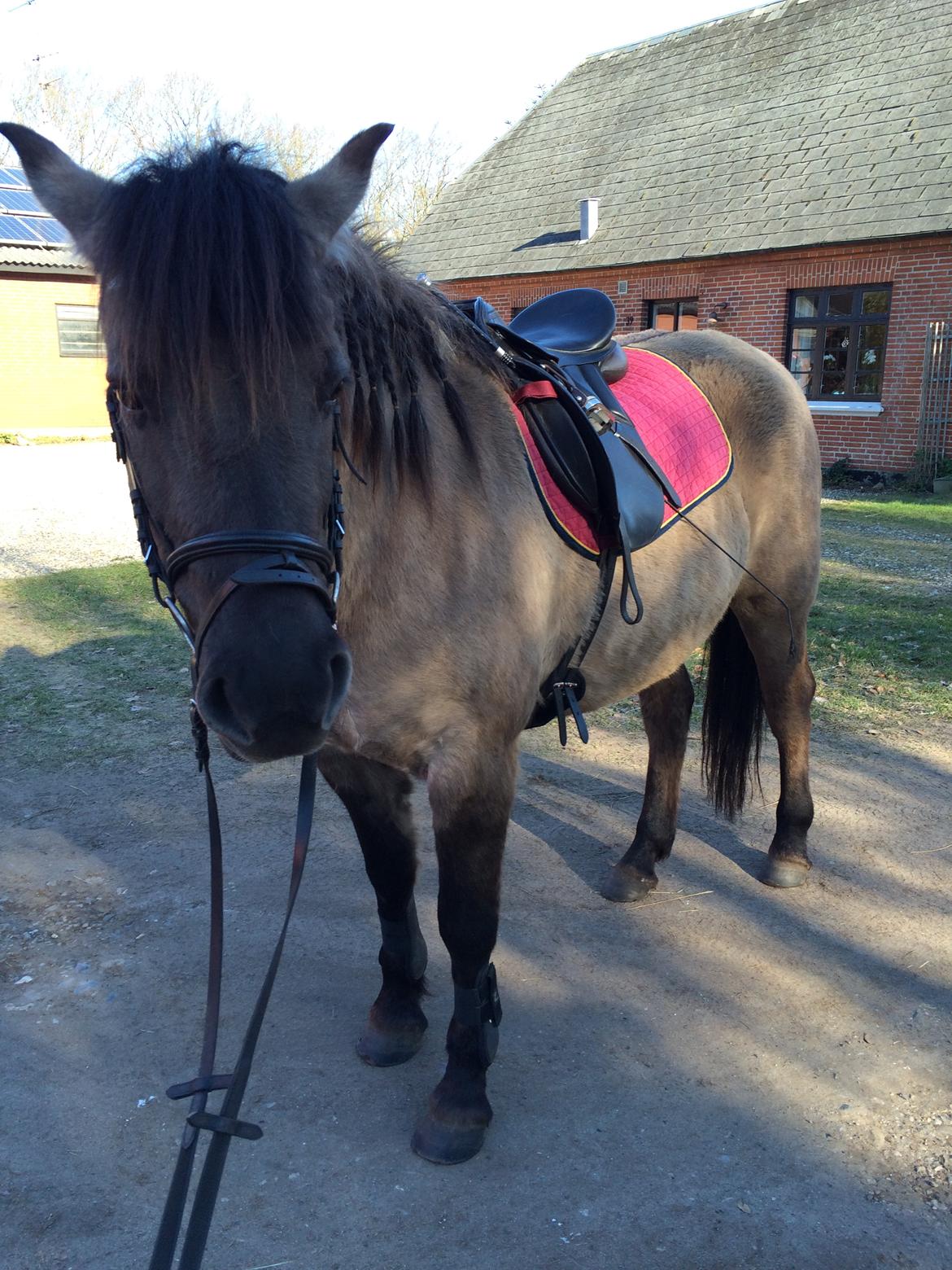 Anden særlig race Carla (Solgt) billede 13