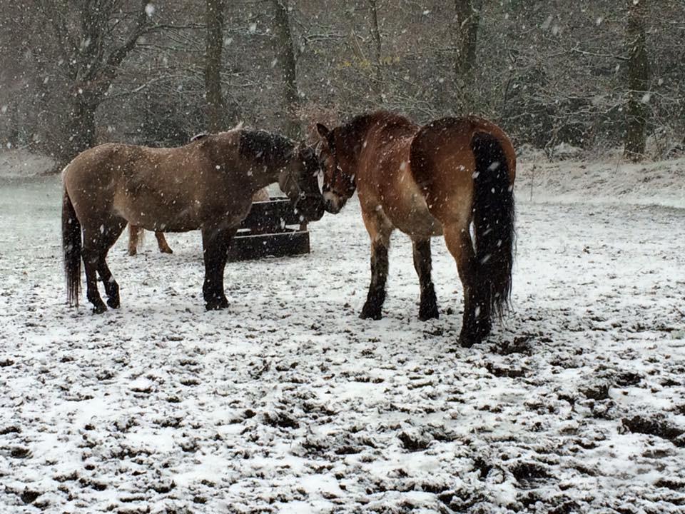 Anden særlig race Carla (Solgt) - Vinterhygge :) (Billedet taget af Julie) billede 14