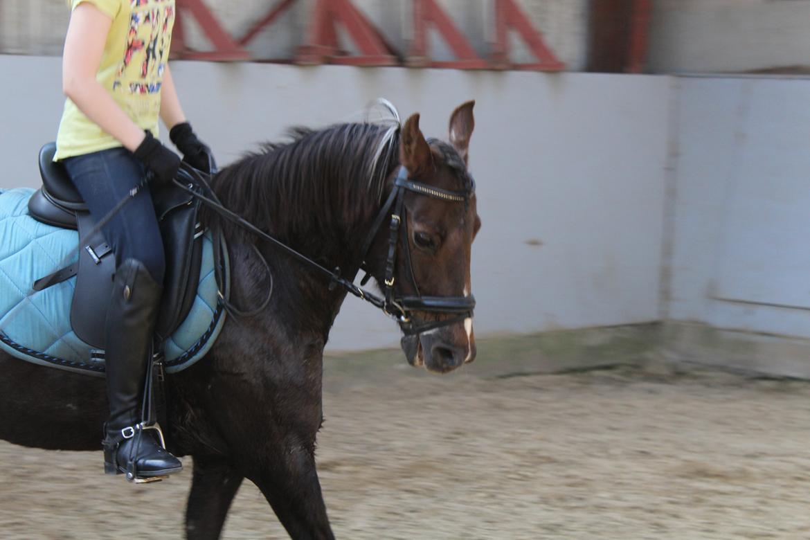 New Forest Bella billede 3