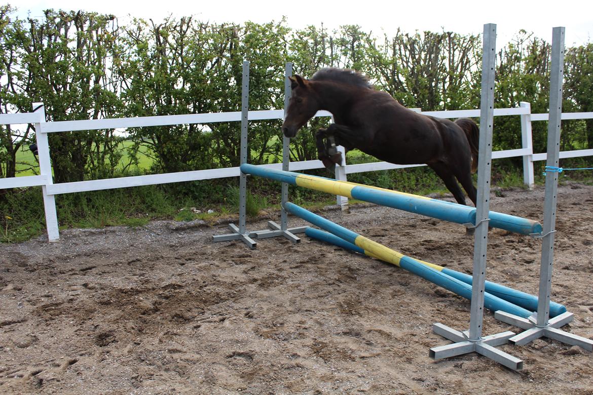 New Forest Bella - "JUHUU! jeg springer højt" billede 2