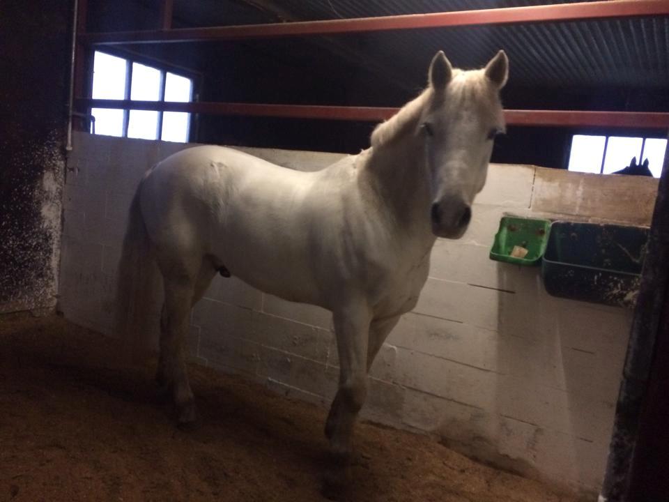 Connemara teglstrups prince koheilan billede 2