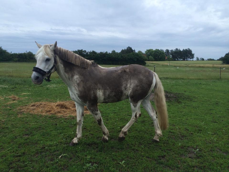 Connemara teglstrups prince koheilan billede 7