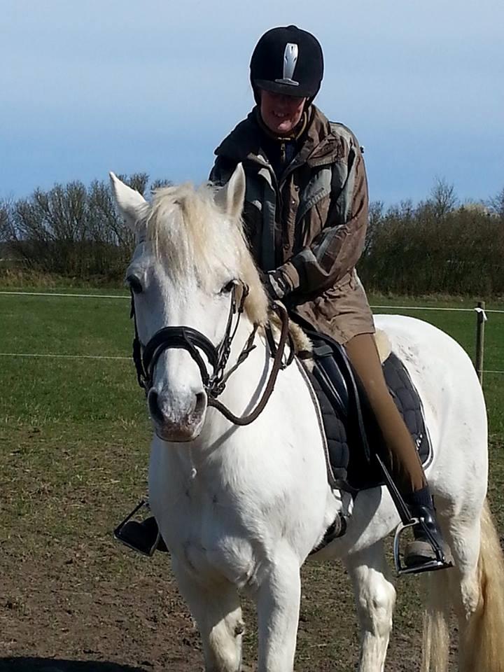 Connemara teglstrups prince koheilan billede 1