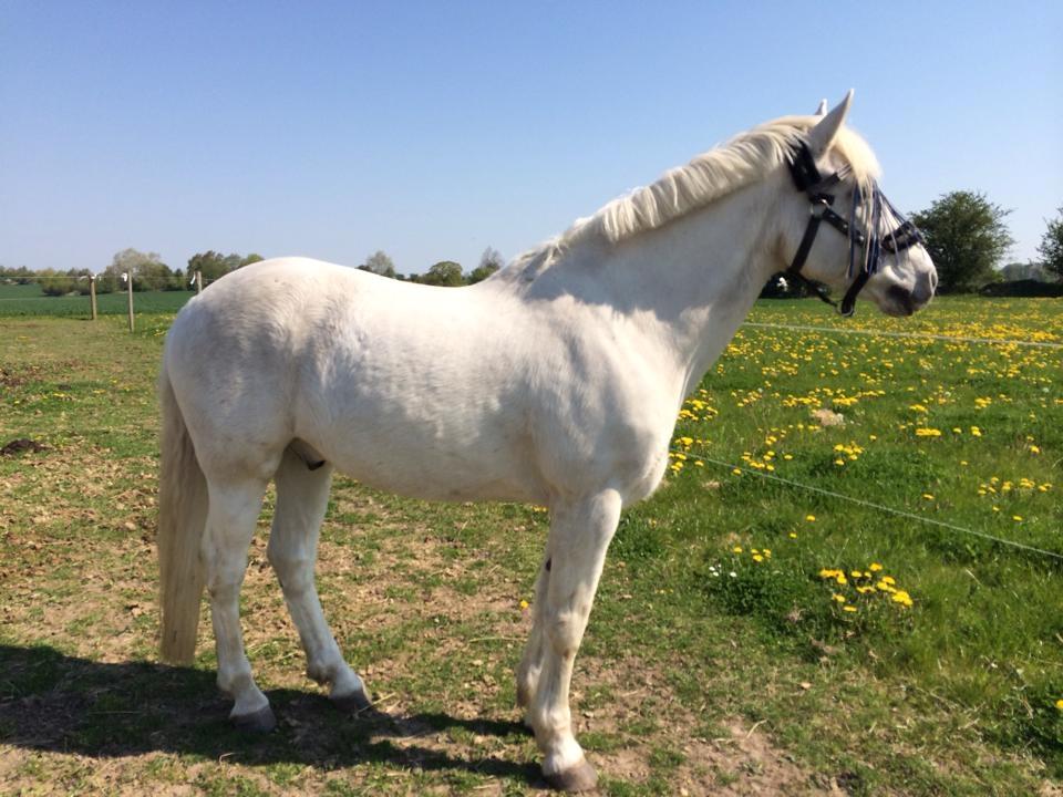 Connemara teglstrups prince koheilan billede 3