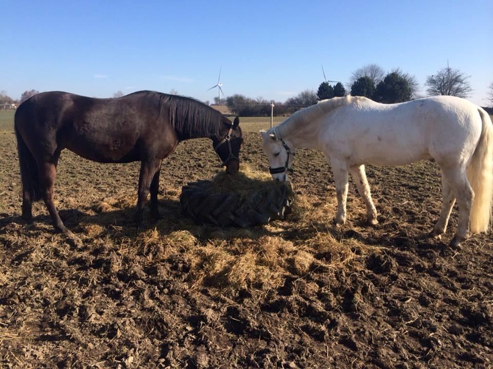 Connemara teglstrups prince koheilan billede 5