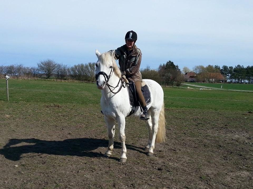 Connemara teglstrups prince koheilan billede 6