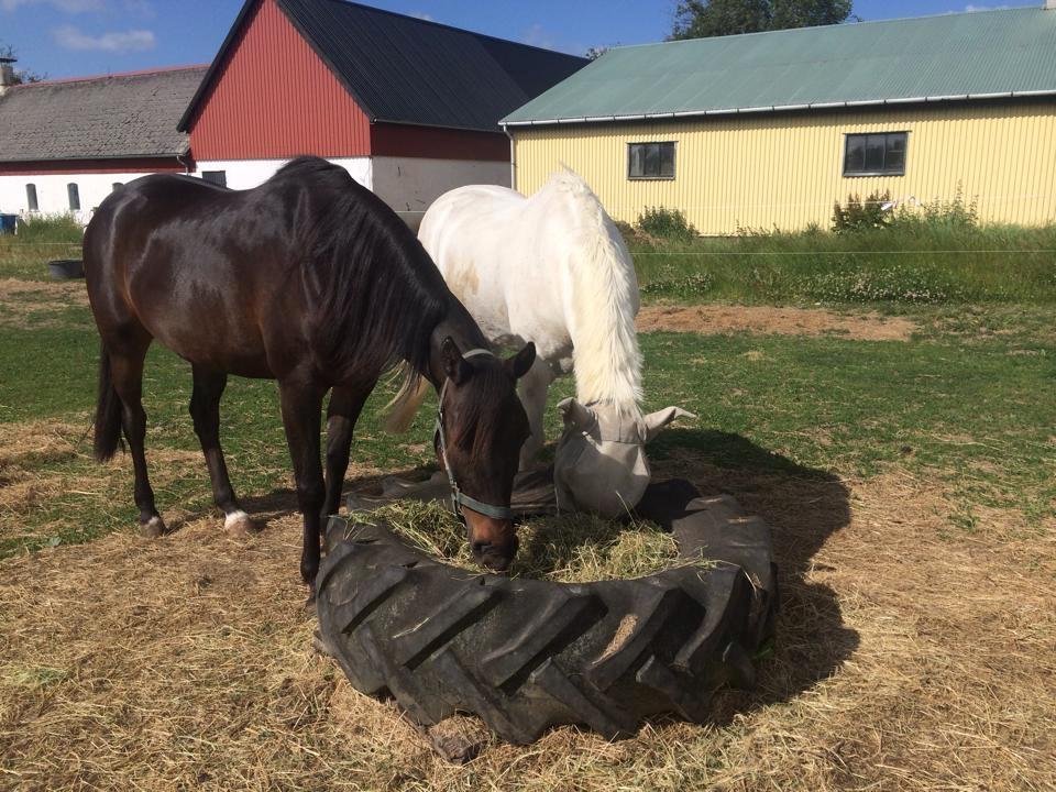 Connemara teglstrups prince koheilan billede 8