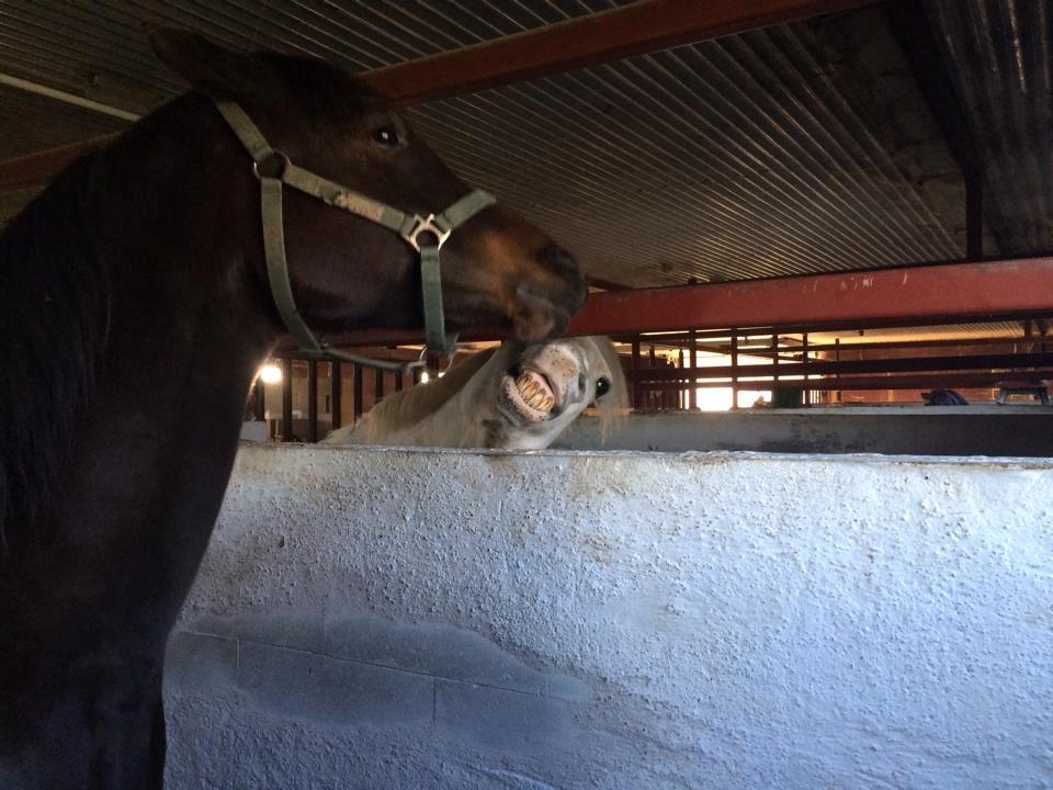 Connemara teglstrups prince koheilan - man tør godt at se farlig ud når der er tremmer imellem :) billede 9