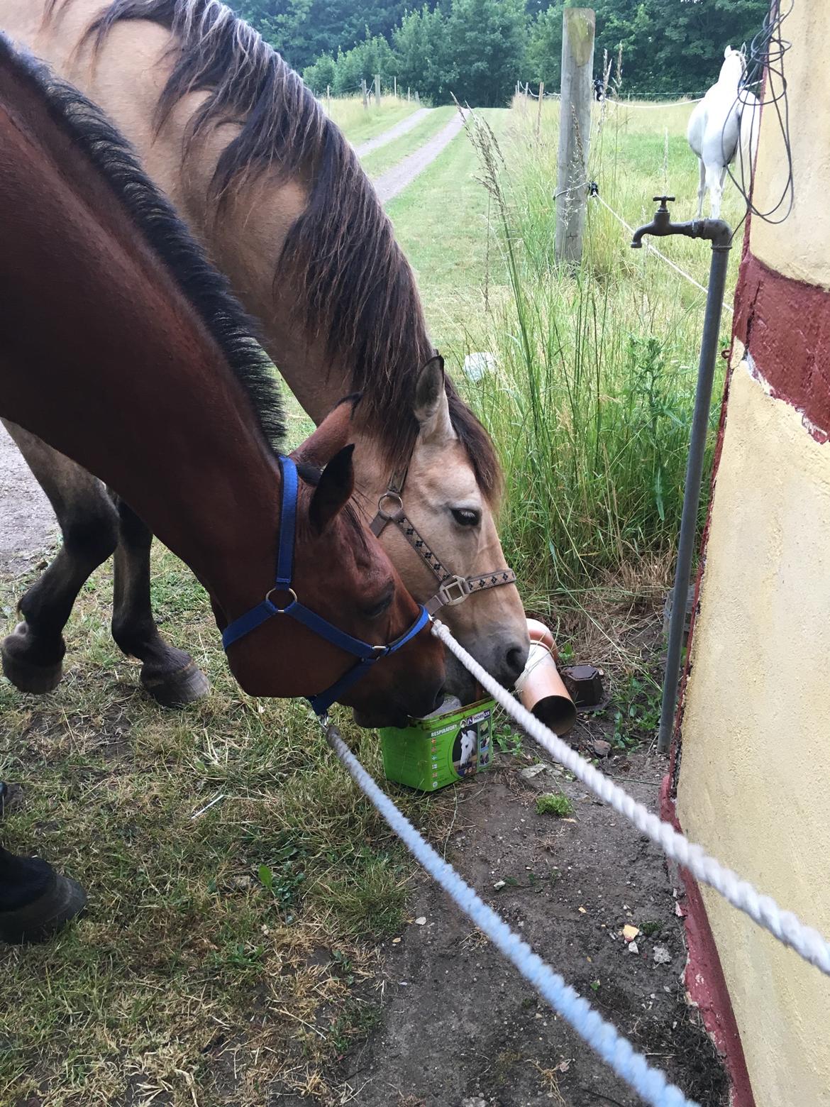 Traver Cæcar billede 26