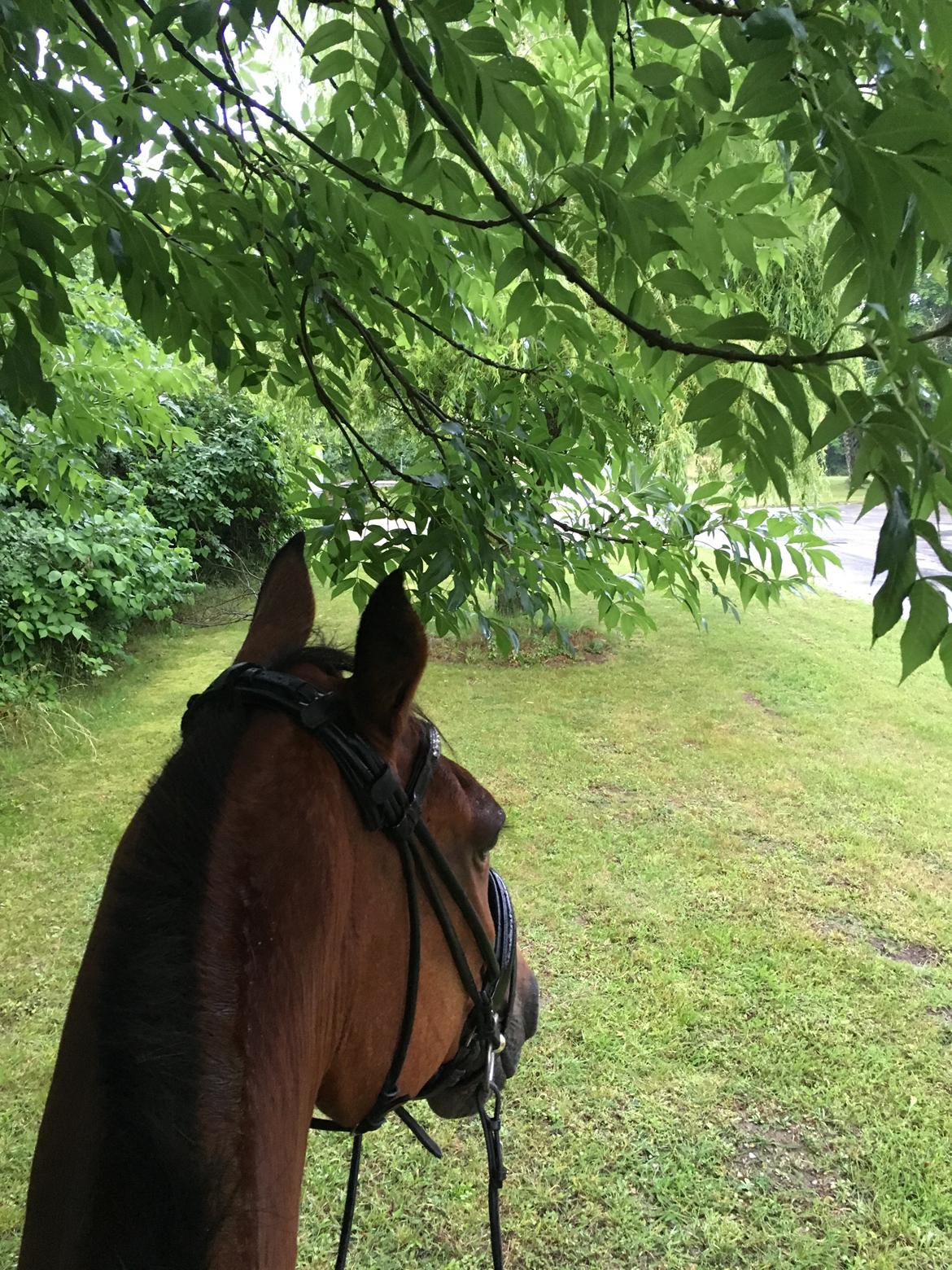 Traver Cæcar billede 27