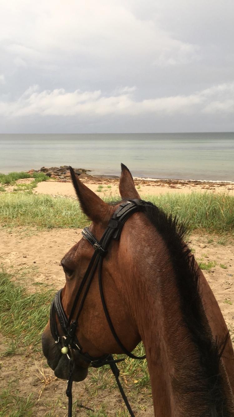 Traver Cæcar billede 29