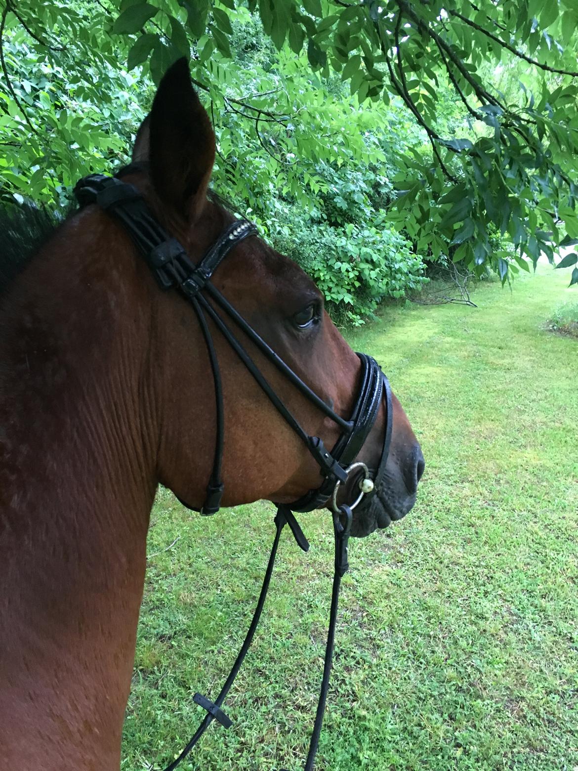 Traver Cæcar billede 28