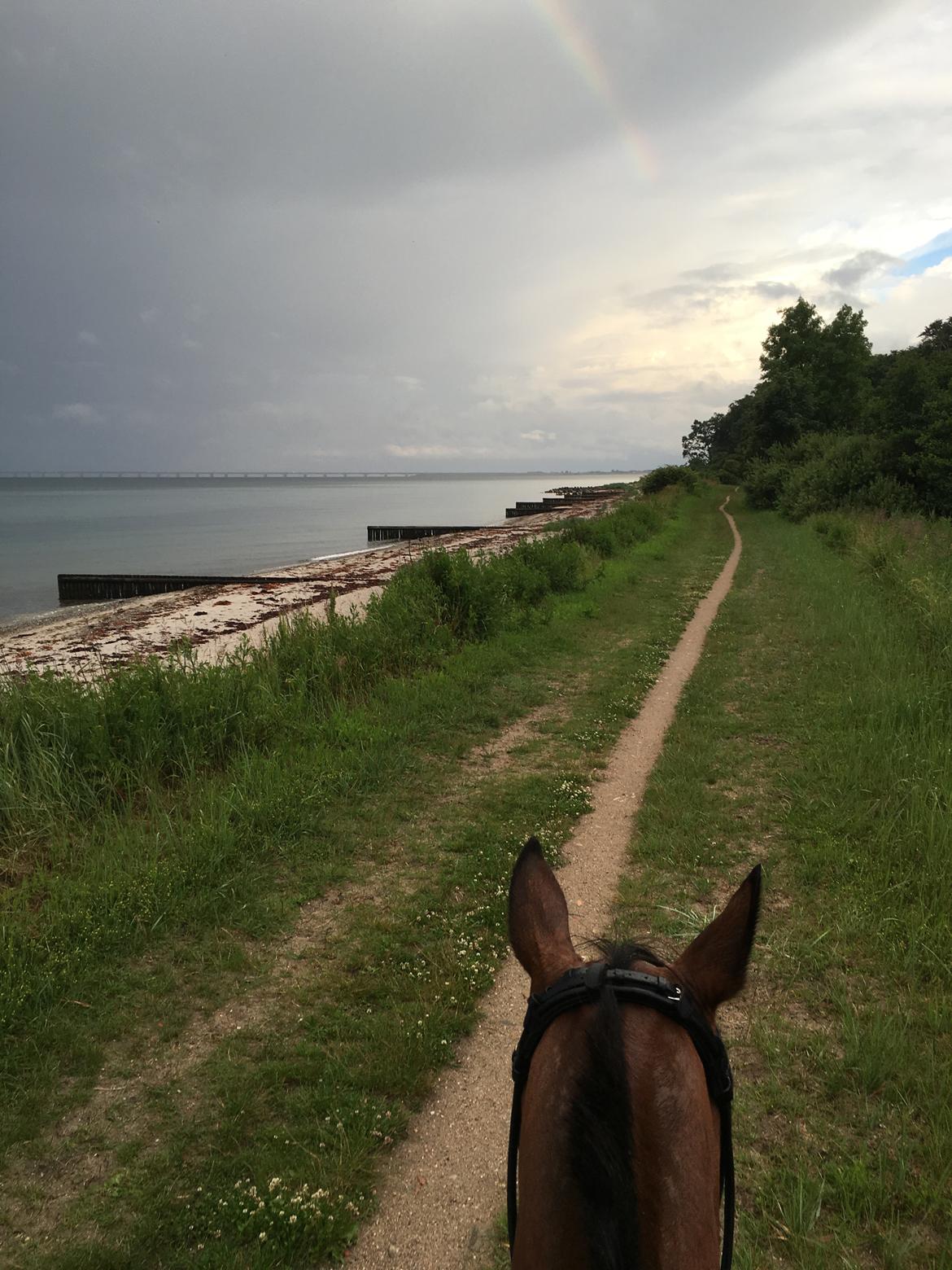 Traver Cæcar billede 30