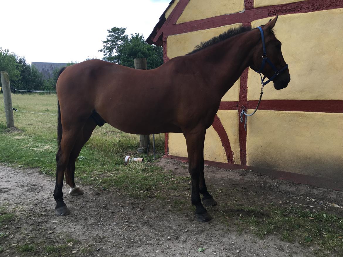 Traver Cæcar billede 32